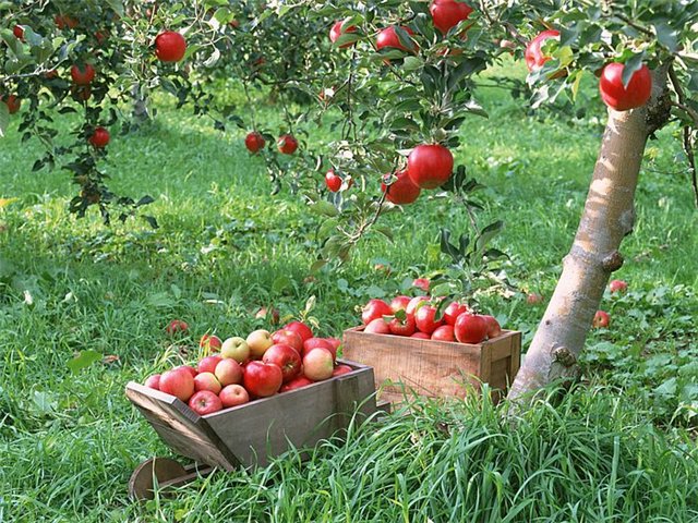 5 важных дел, которые нужно сделать с плодовыми деревьями в июле Original