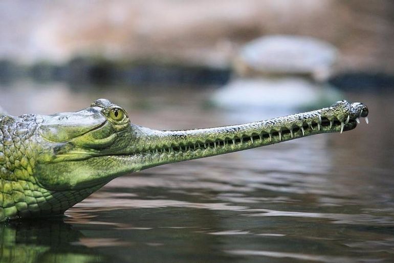 Гангский гавиал — уникальный представитель среди крокодилов