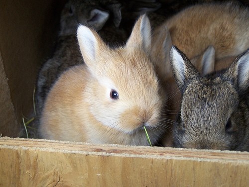 Крольчата (18 фото)