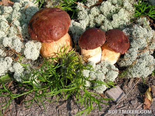 Three_Boletus_edulis