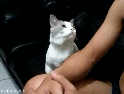31 случай, когда коты были по-настоящему добрыми коты, позитив, добро, животные, дети