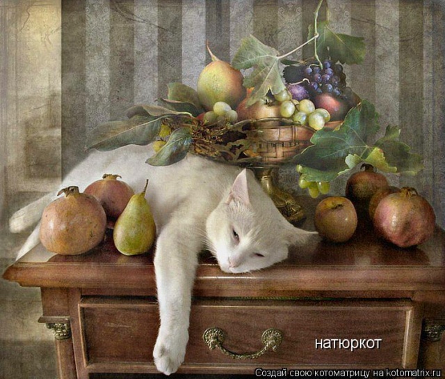 Лучшие котоматрицы недели Лучшие котоматрицы недели
