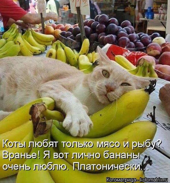 Лучшие котоматрицы недели Лучшие котоматрицы недели
