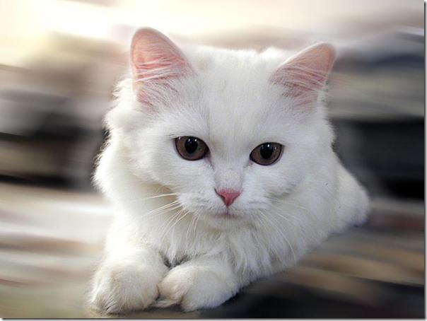Верный кот девять дней пробыл с хозяином в больнице Омска