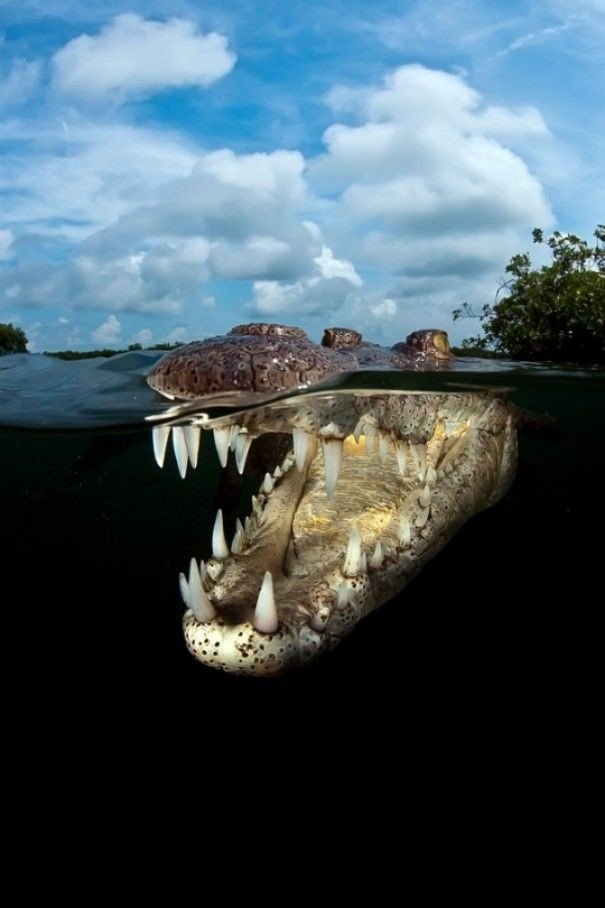 17 фото животных, сделанных в самый нужный момент