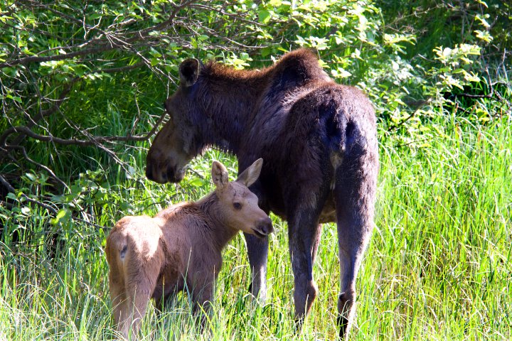 moose mother and calf