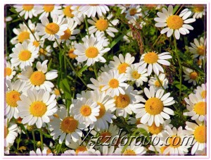 Ромашка фото