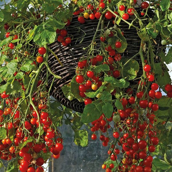 Миниатюрная жемчужинка