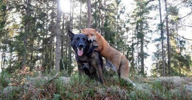 Пес, который каждый день бегал в лес Пес, который каждый день бегал в лес