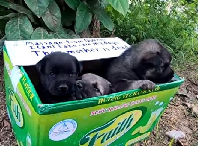 Коробка со щенками Щенки в коробке