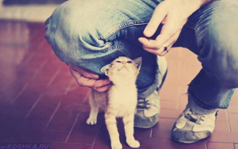 Кошка проявляет заботу Кошка проявляет заботу НЕЛЬЗЯ, Они, когда, кошек, об тебя, отгонять, трутся