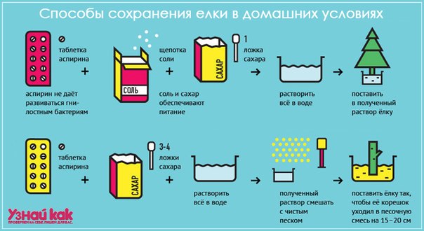 Как сохранить ель в домашних условиях Как сохранить ель в домашних условиях