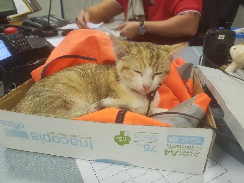 Отважный котенок