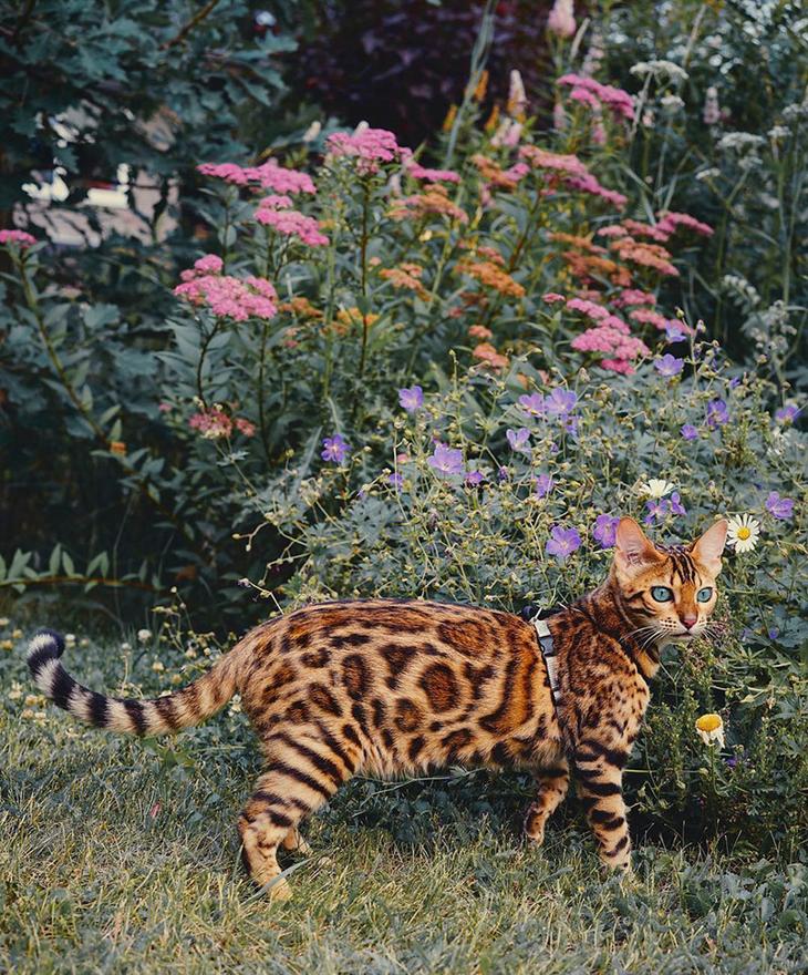 Невероятной красоты кисик из Канады путешествует по всему миру в мире, животные, кот, красота, природа, путешествие