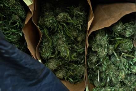 Селянин нашел в тайнике под Волгоградом мешок с 31 кг марихуаны