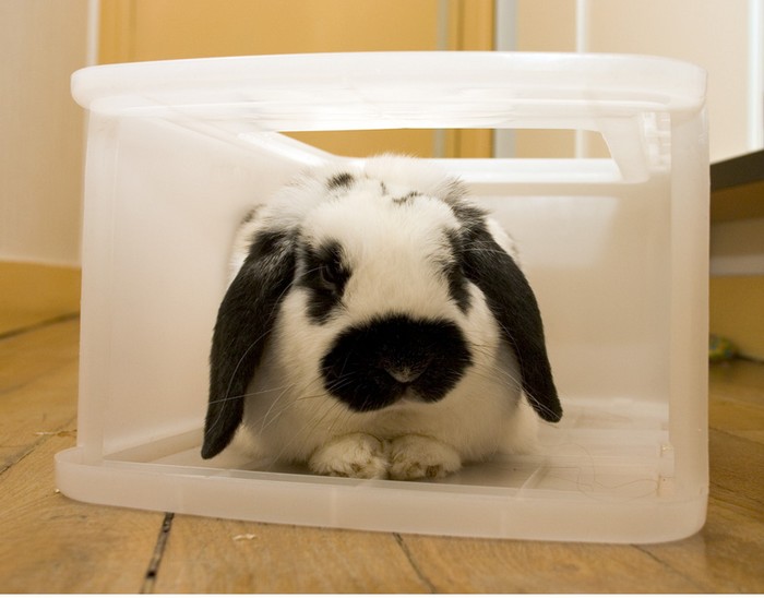 Крольчата (18 фото)