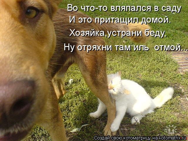 Лучшие котоматрицы недели Лучшие котоматрицы недели