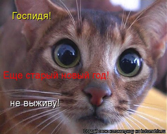 Котоматрицы новогодние великолепные, каждая с кусочком тепла, позитива и улыбкой!