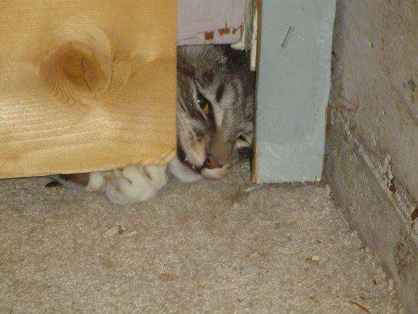 кошка крадет чужие вещи кошка выглядывает из-за двери