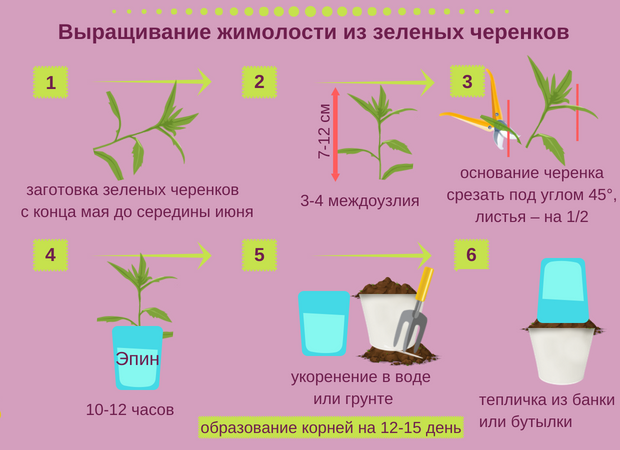 Жимолость из черенков Черенкование