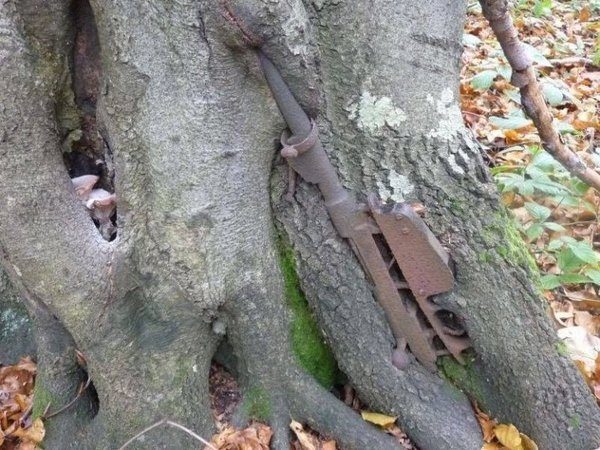 Оружие Великой Отечественной войны, вросшее в деревья Оружие Великой Отечественной войны, вросшее в деревья