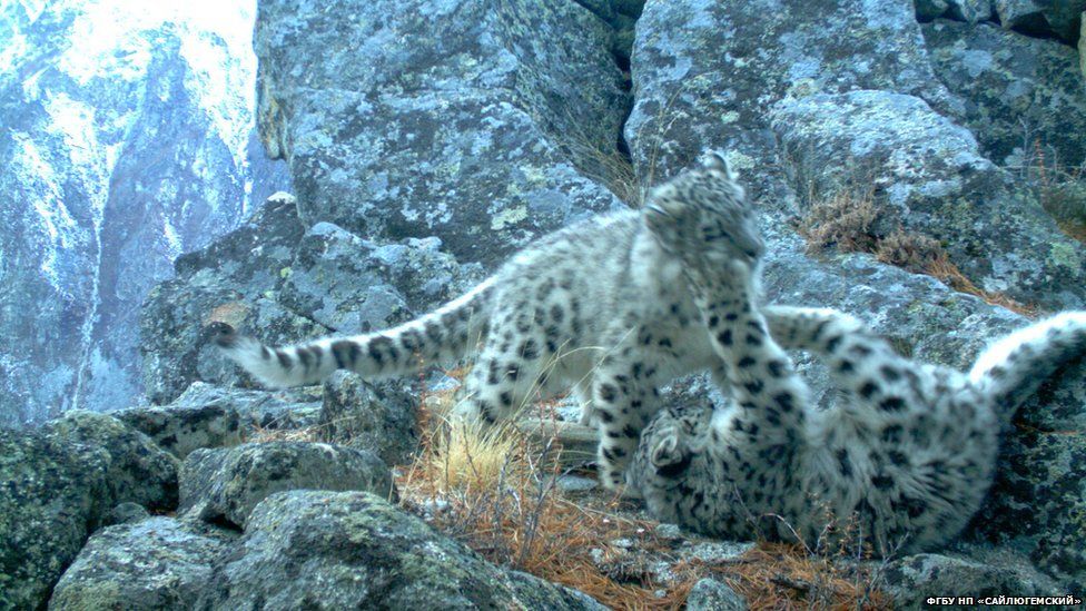 Барсята Виты и Крюка погибли в петлях браконьеров недалеко от фотоловушки Мергена