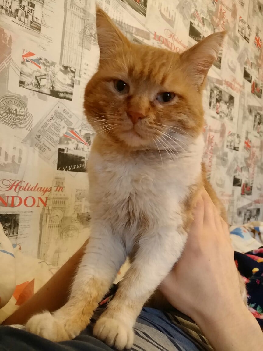 помощь котенку рыжий кот