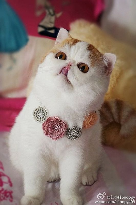 Кот Снупи бейб и его гардероб Снупи кот породы short hair exotic