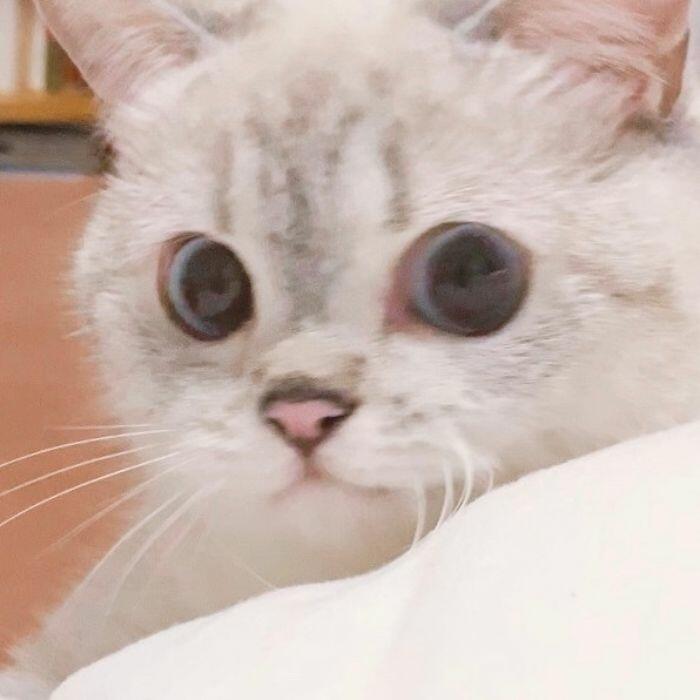 Драматичная кошка Нана