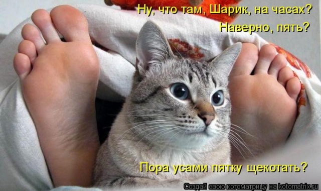 Лучшие котоматрицы недели Лучшие котоматрицы недели