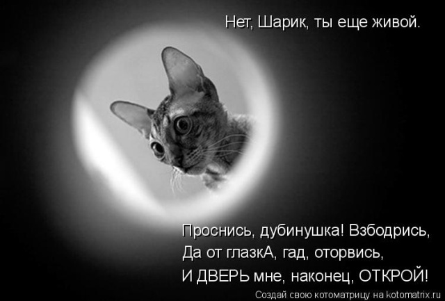 Лучшие котоматрицы недели Лучшие котоматрицы недели