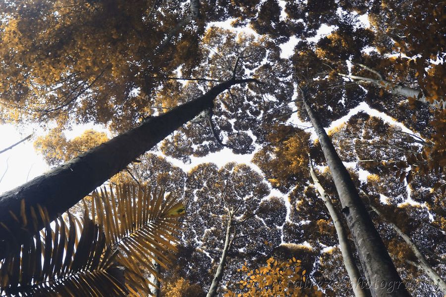 «Застенчивость кроны» или у деревьев тоже существует понятие о личном пространстве «Застенчивость кроны» или у деревьев тоже существует понятие о личном пространстве