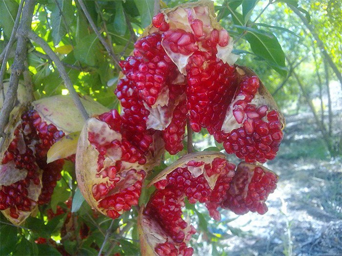 Природа большой фантазёр Природа большой фантазёр