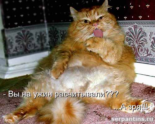 на ужин вы рассчитывали зря