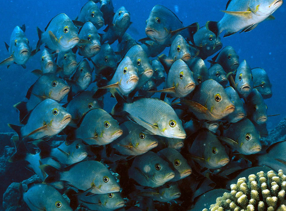 11133 Фотоработы Дэвида Дубиле