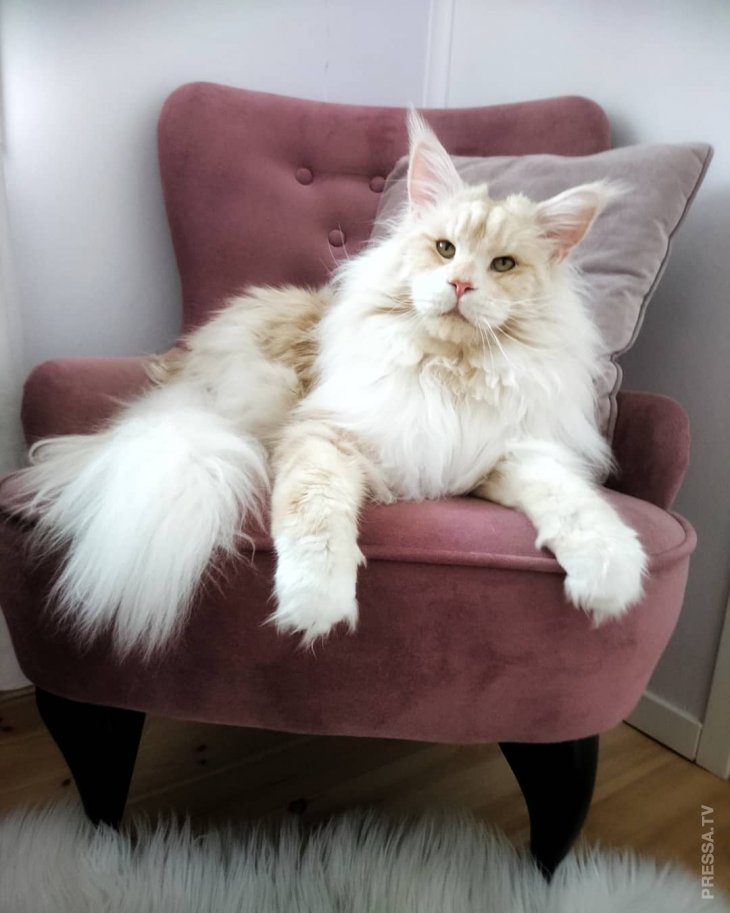 https://pressa.tv/uploads/posts/2018-11/thumbs/1541163183_lotus_the_mainecoon_30077446_116599649193305_4076499850298916864_n.jpg