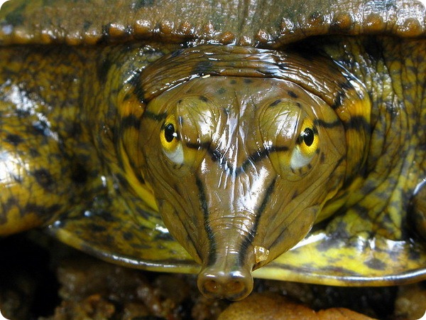   (. Apalone spinifera)