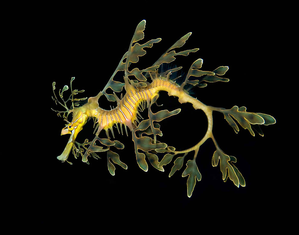 2045 Фотоработы Дэвида Дубиле