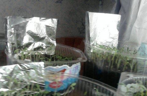 ������ �������.