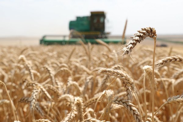 Тут уж не до санкций: жара открыла путь российским сельхозпроизводителям на европейский рынок