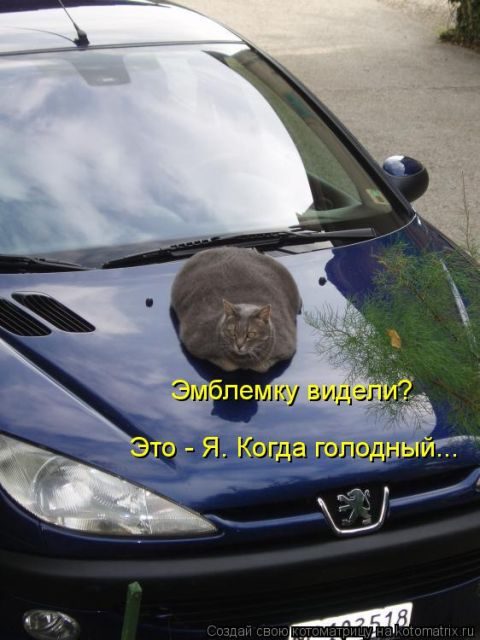 Самые свежие котоматрицы )) Самые свежие котоматрицы ))
