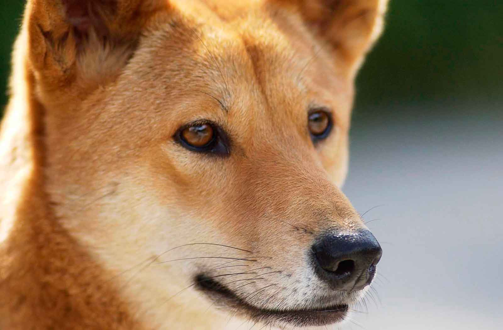 Динго – собака Австралии, которая одичала