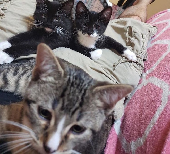 Котята и волонтер Много котят