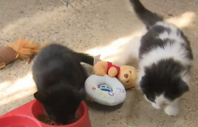 Котята в приюте Котята и игрушки