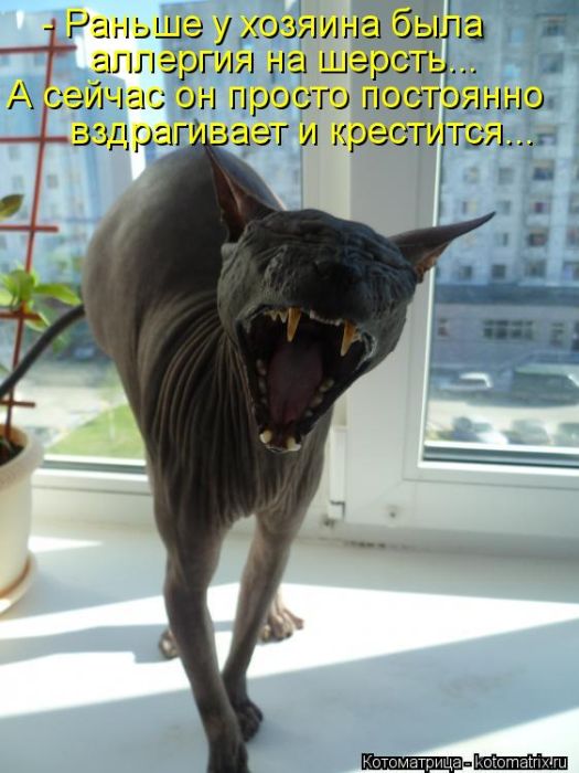 Котоматрицы великолепные, каждая с кусочком тепла, позитива и улыбкой! Котоматрицы великолепные, каждая с кусочком тепла, позитива и улыбкой!