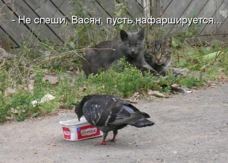 Смешные и веселые картинки с надписями со смыслом (11 фото) Смешные и веселые картинки с надписями со смыслом (11 фото)