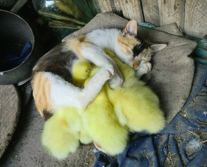 Доказательства того, что коты многогранны и талантливы Доказательства того, что коты многогранны и талантливы