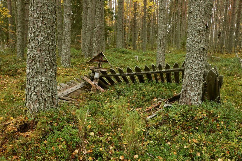 Интересная история: тайга одному история, поход, проверка, факты