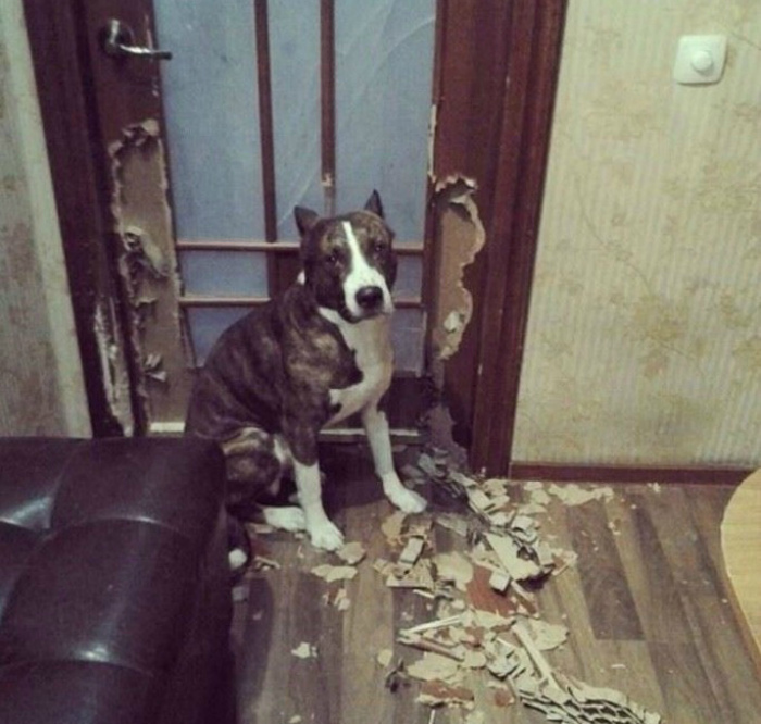 «Привет, хозяин! Я скучал!» «Привет, хозяин! Я скучал!»