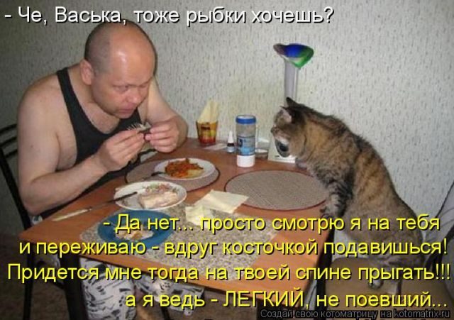 Самые свежие котоматрицы )) Самые свежие котоматрицы ))